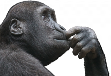 ape_thinking>