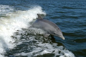 delfin>
