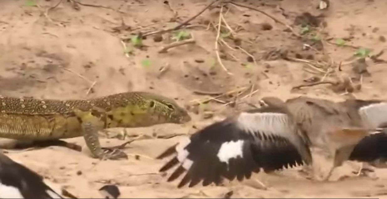Vták obraňuje krokodílie vajcia pred varanom